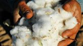 Banned Chinese Cotton Found in 19% of Products, Study Shows