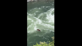 Watch bear expertly cross the raging South Yuba River, north of Sacramento