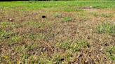 Campbell Vaughn: Seeing patches of dead grass? It could be chinch bugs