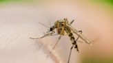 Five ‘very effective’ methods to get rid of mosquitoes - pests ‘hate’ the smell