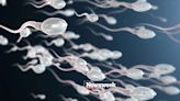 ¿Por qué algunos hombres no pueden producir espermatozoides?