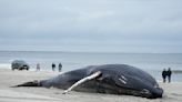 Stranded humpback whale dies on Long Island beach