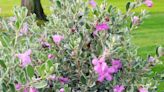 How to Plant and Grow Texas Sage
