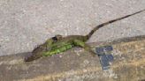 Iguanas die after several found with legs bound across Jefferson Parish, MS Coast