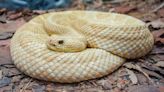 Snake Island: The isle writhing with vipers where only Brazilian military and scientists are allowed