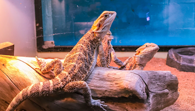 How long can bearded dragons go without heat?