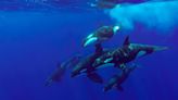 49 Baffling and Unstoppable Killer Whales Are Reshaping Marine Biology