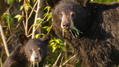 Rocky Mountain tourist learns the hard way not to get between a mother bear and her cubs