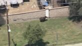 Bear sprints through Castaic neighborhood (video)