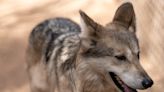 Are Mexican gray wolves closer to recovery 25 years after they were returned to the wild?