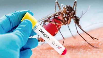 Mosquito transmisor del dengue ya vive en Potosí y reportan casos locales - El Diario - Bolivia
