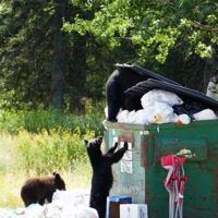 3-year-old girl mauled by bear while sleeping in tent near Red Lodge