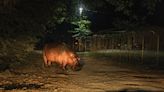 Pablo Escobar’s Abandoned Hippos Are Wreaking Havoc in the Colombian Jungle