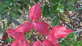 How poison ivy leaves can be enjoyable in the fall ... as long as you don't touch.