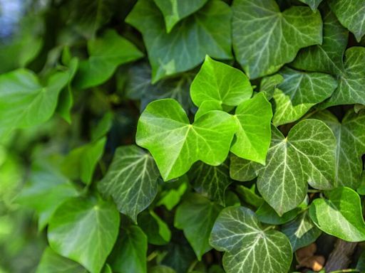 Kill invasive English ivy easily using natural eradication method - no herbicide