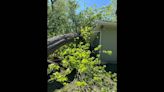 Metro-east couple thought they escaped storm damage. Then a tree smashed their house