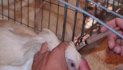 México está libre de gripe aviar en granjas comerciales: Senasica