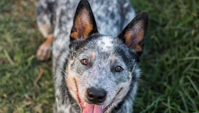 Mom Turns Blue Heeler’s Fear of Skateboards Into His Favorite Pastime and It's Too Cute