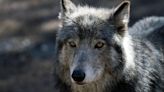 Rocky Mountain gray wolves won’t get endangered species protections