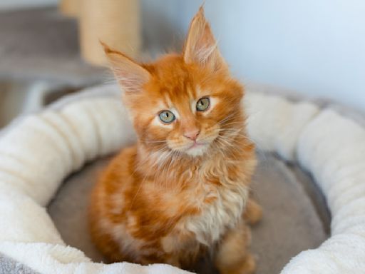 Ginger Maine Coon Kitten Getting 'Left Out' by Litter of White Kitties Brings All the Feels