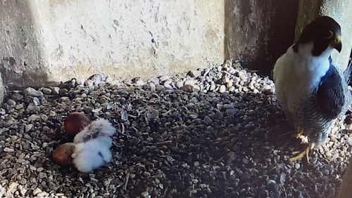 Excitement as two Leicester Cathedral peregrine falcon eggs hatch