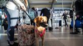 ¿Viajas con mascota o animal de servicio al extranjero o por EEUU en avión? Aquí los requisitos