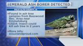 Emerald Ash Borer Detected KCAU9 News at 11:30am 4-1-24