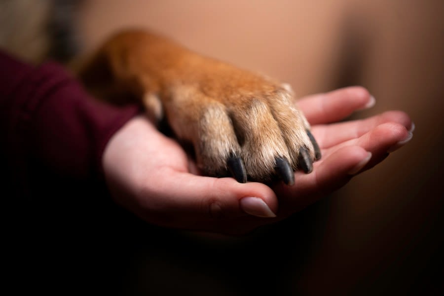 Clear the Shelters campaign hits record number of pet adoptions