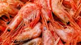 How warming ocean temperatures wiped out Maine’s shrimp industry
