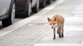 Man tries to convince strangers that a wild fox is friendly. Then the fox bites his leg (video)