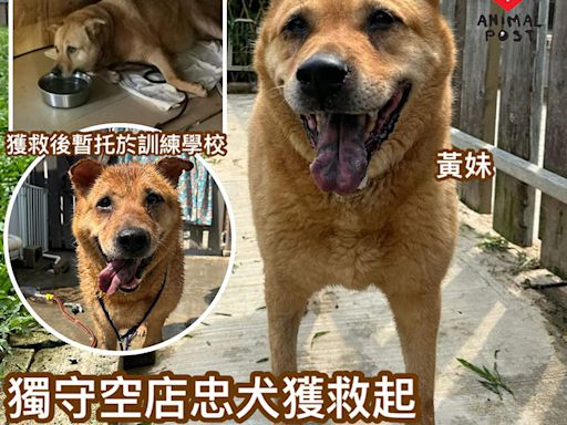 被遺棄仍守店舖忠犬獲救起 義工盼有人領養：這麼忠心值得有一個家 - 香港動物報 Hong Kong Animal Post