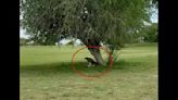 Play halted as massive eagle kills impala on golf course; video