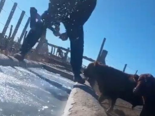 La ola polar congeló todo en el campo: deben romper el hielo a hachazos para que los animales tengan agua