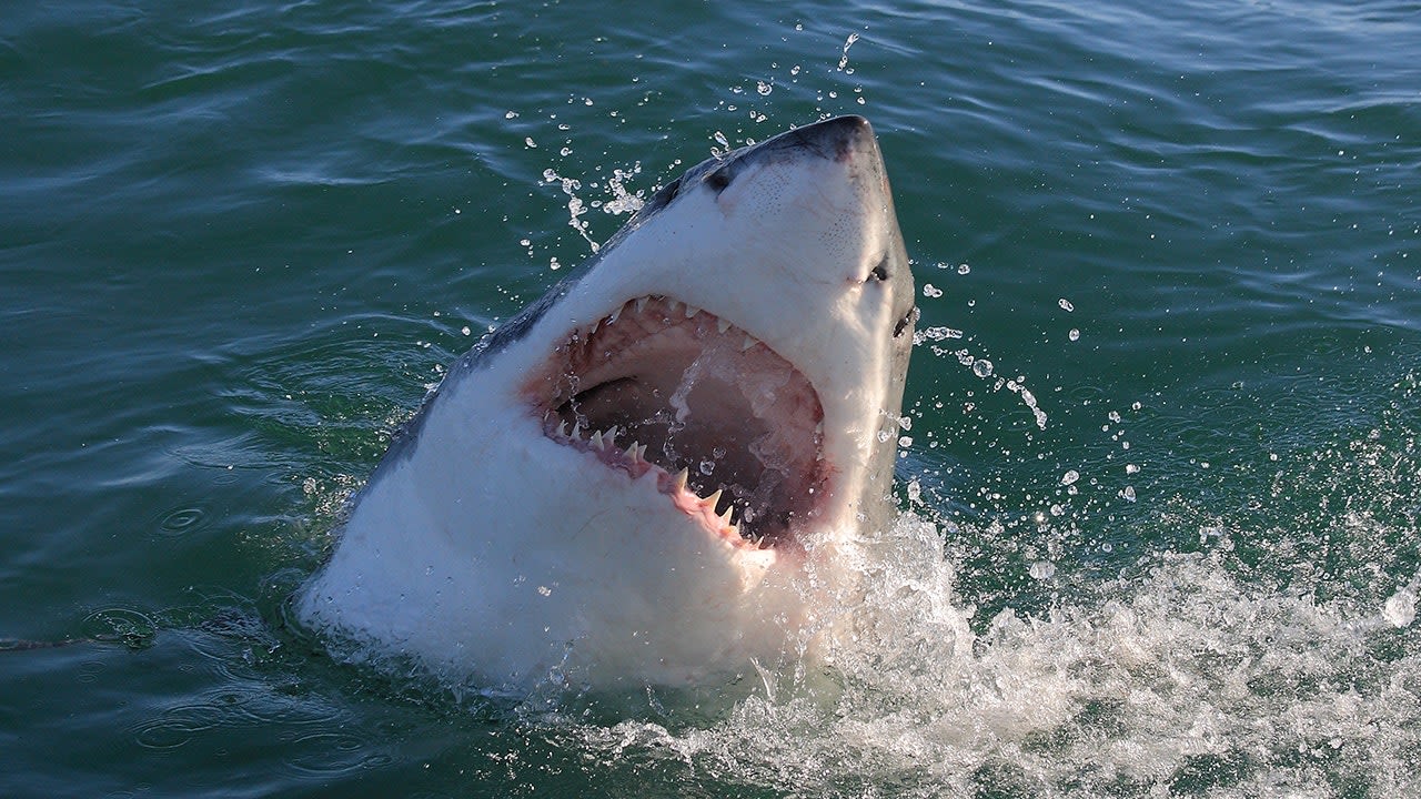 Shark Watch: Top 10 most dangerous beaches involving shark attacks, surfer deaths