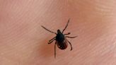 Lyme disease cases spike fourfold as climate crisis spreads ticks