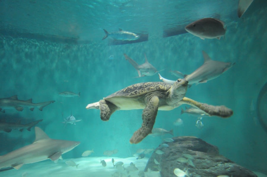 How did New Orleans’ Audubon Aquarium rank in USA Today’s 10Best Readers’ Choice Poll?