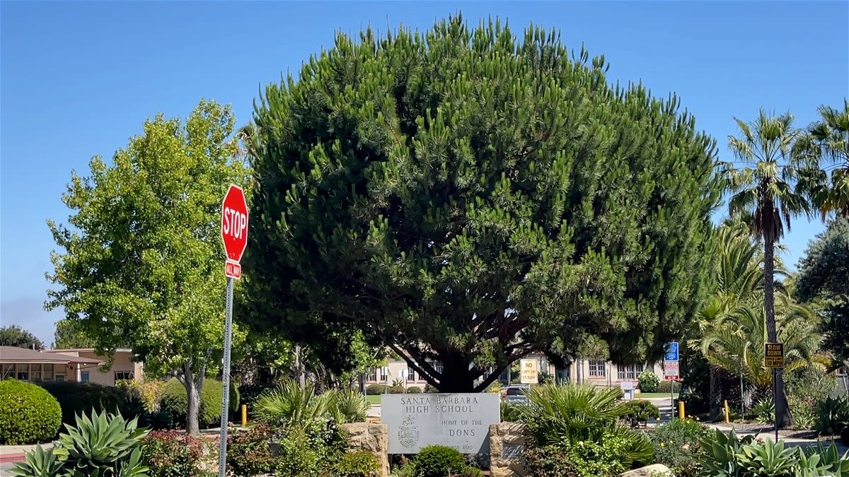 City leaders discuss future of Santa Barbara’s Italian Stone Pine trees