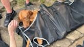 Dog rescued from Sleeping Giant State Park bitten by copperhead snake