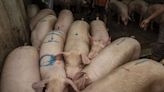 China’s Shrinking Hog Herd to Curb Demand for Soybeans and Corn