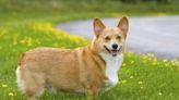Ohio Dog Laws: Rabies, Dog Bites, Abandonment, and Cruelty