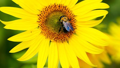 It's not just bees that are important for pollinating a garden. It's flies and birds, too!