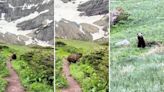 Tourist records her unfathomably close encounter with mother grizzly and her cubs: ‘You literally almost died’