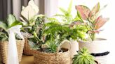 How to Know If Your Houseplants Need Misting—and the Best Way to Do It