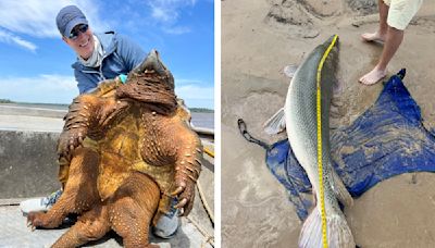 Fisherman Catches Gigantic 200-Pound Snapping Turtle, Then Lands World Record Gar