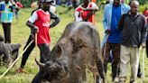 AP PHOTOS: Thousands attend a bullfighting competition in Kenya despite the risk of being gored