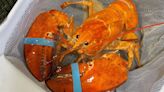 1-in-30 million rare lobster spared from steamer after Red Lobster employees discover her in shipment