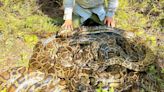 Alerta de serpientes en Florida: hallan una pitón de 80 kilos y cinco metros de largo