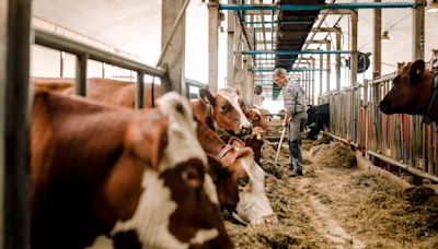 Bird flu: The latest on U.S. spread, the safety of milk and new federal funding to prevent outbreaks