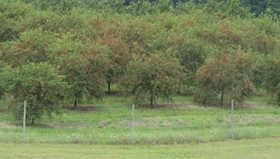 Growers and sellers discuss the cherry industry challenges