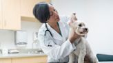 Considering pet insurance? 3 questions to ask yourself